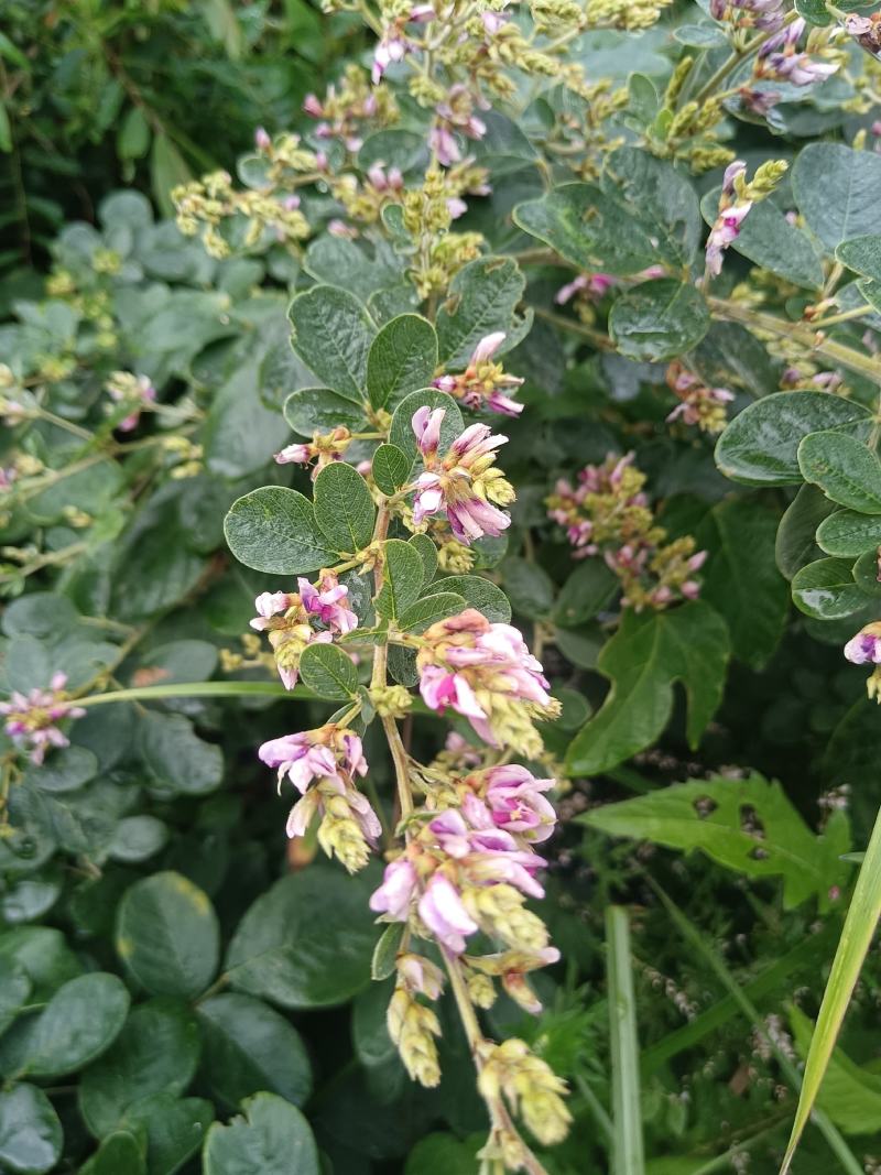 胡枝子又名：随军茶、牡荆、荆条、楚子、扫皮、胡枝条、杭