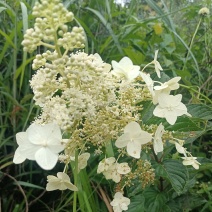 粉团花根又名：土常山（《浙江天目山药植志》