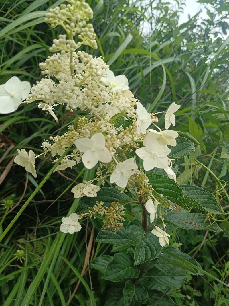 粉团花根又名：土常山（《浙江天目山药植志》