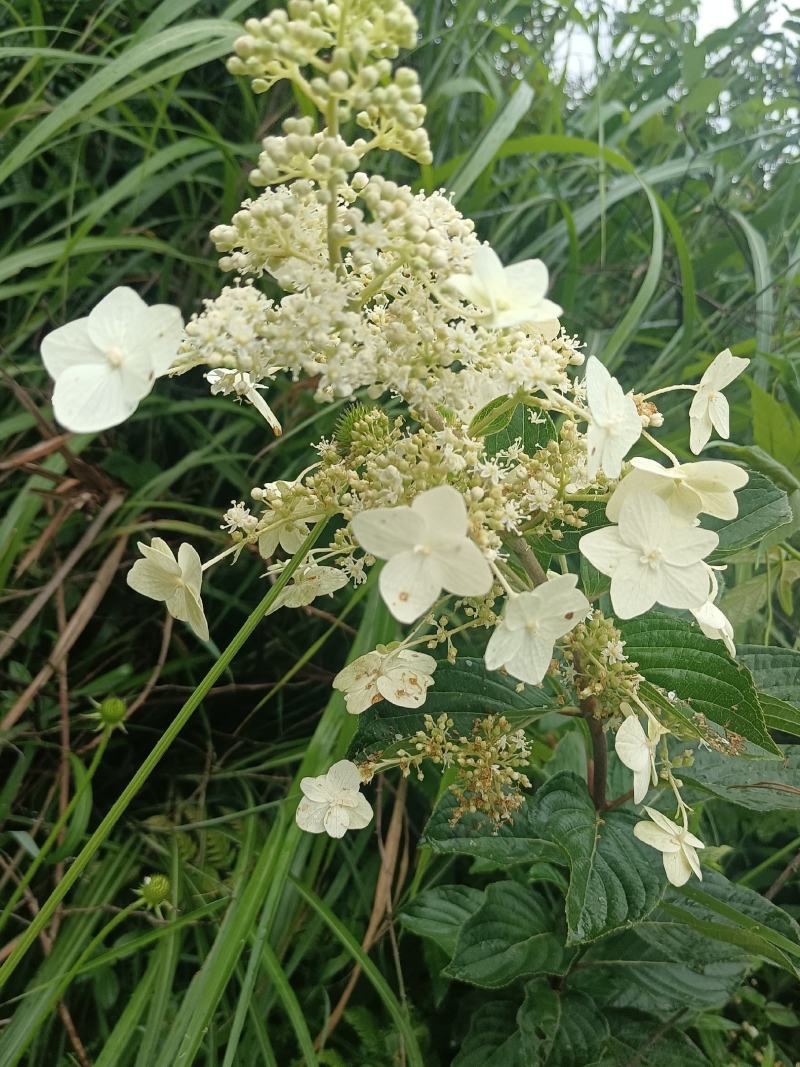 粉团花根又名：土常山（《浙江天目山药植志》