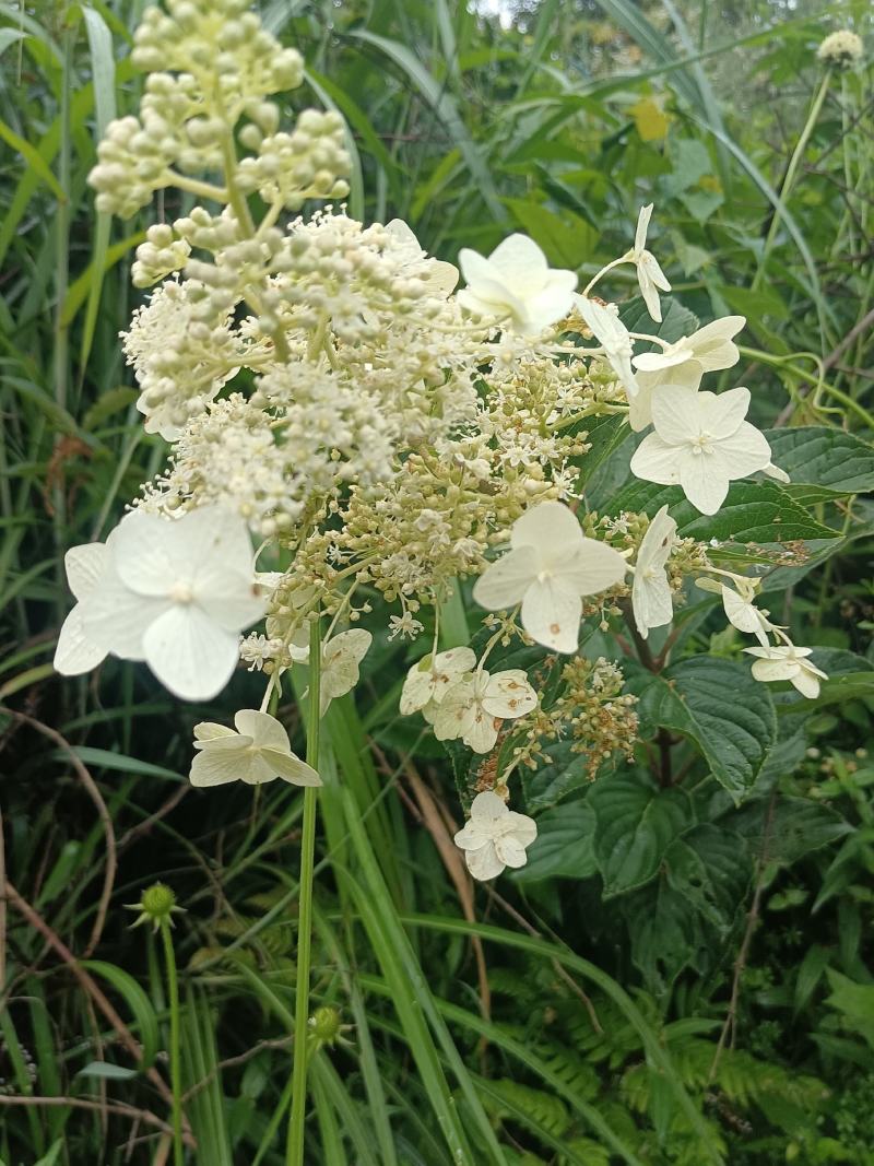 粉团花根又名：土常山（《浙江天目山药植志》