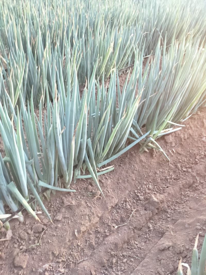 山西忻州大葱大量上市中粗特粗
