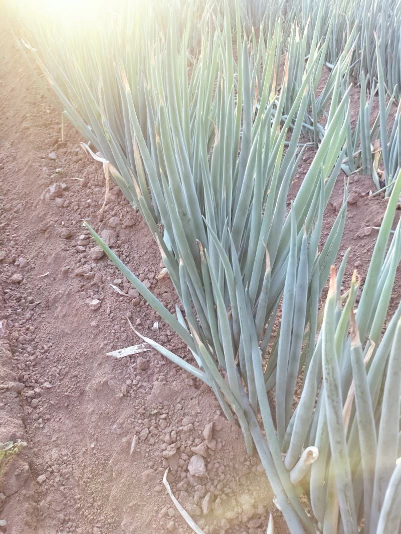 山西忻州大葱大量上市中粗特粗