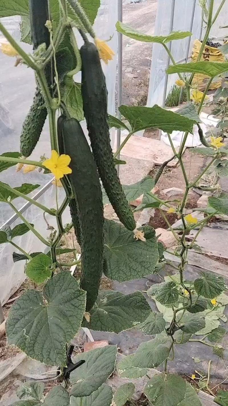 【牛商推荐】精品大黄瓜/密刺黄瓜/基地种植/可视频看货