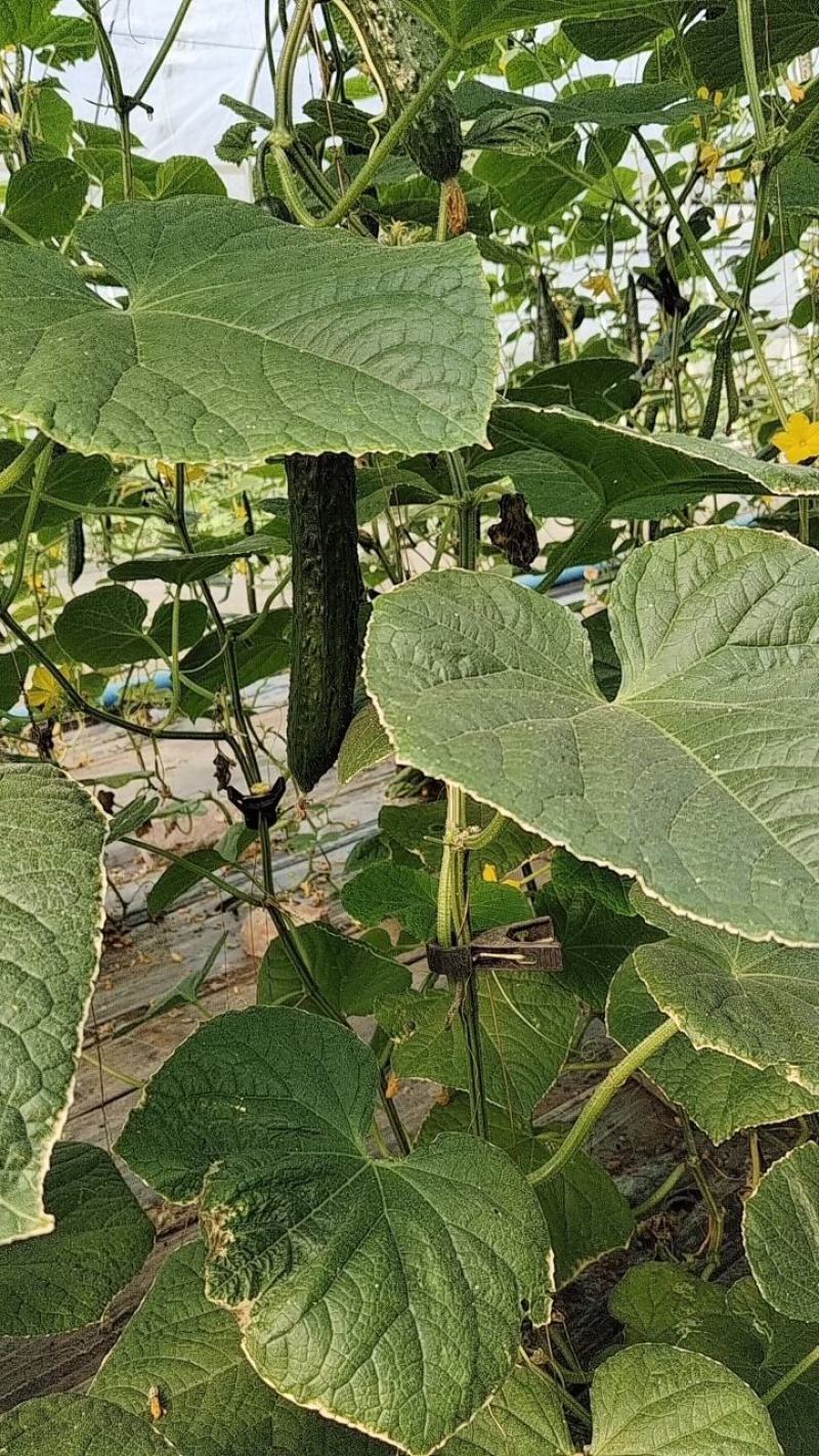 【牛商推荐】精品大黄瓜/密刺黄瓜/基地种植/可视频看货