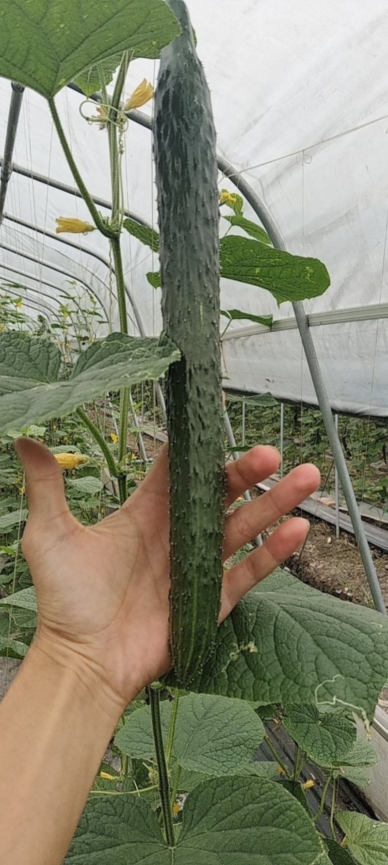 【牛商推荐】精品大黄瓜/密刺黄瓜/基地种植/可视频看货