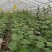 【牛商推荐】精品大黄瓜/密刺黄瓜/基地种植/可视频看货