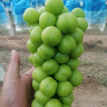 阳光玫瑰大量有货