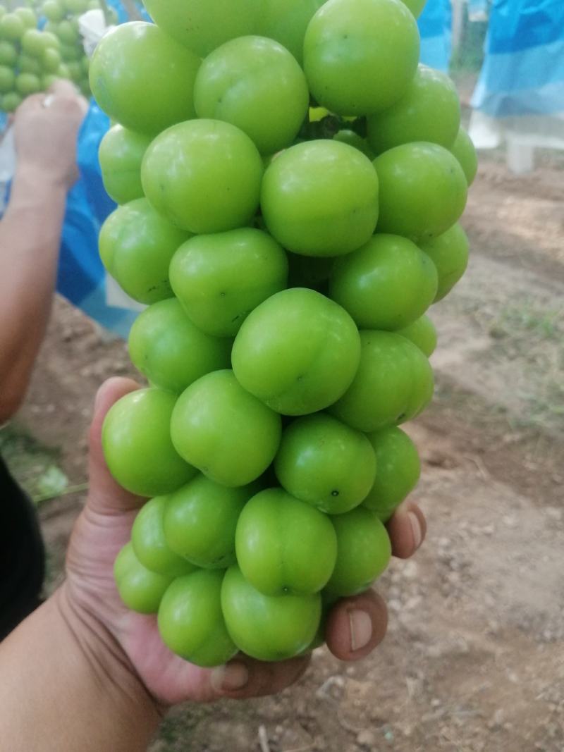阳光玫瑰大量有货