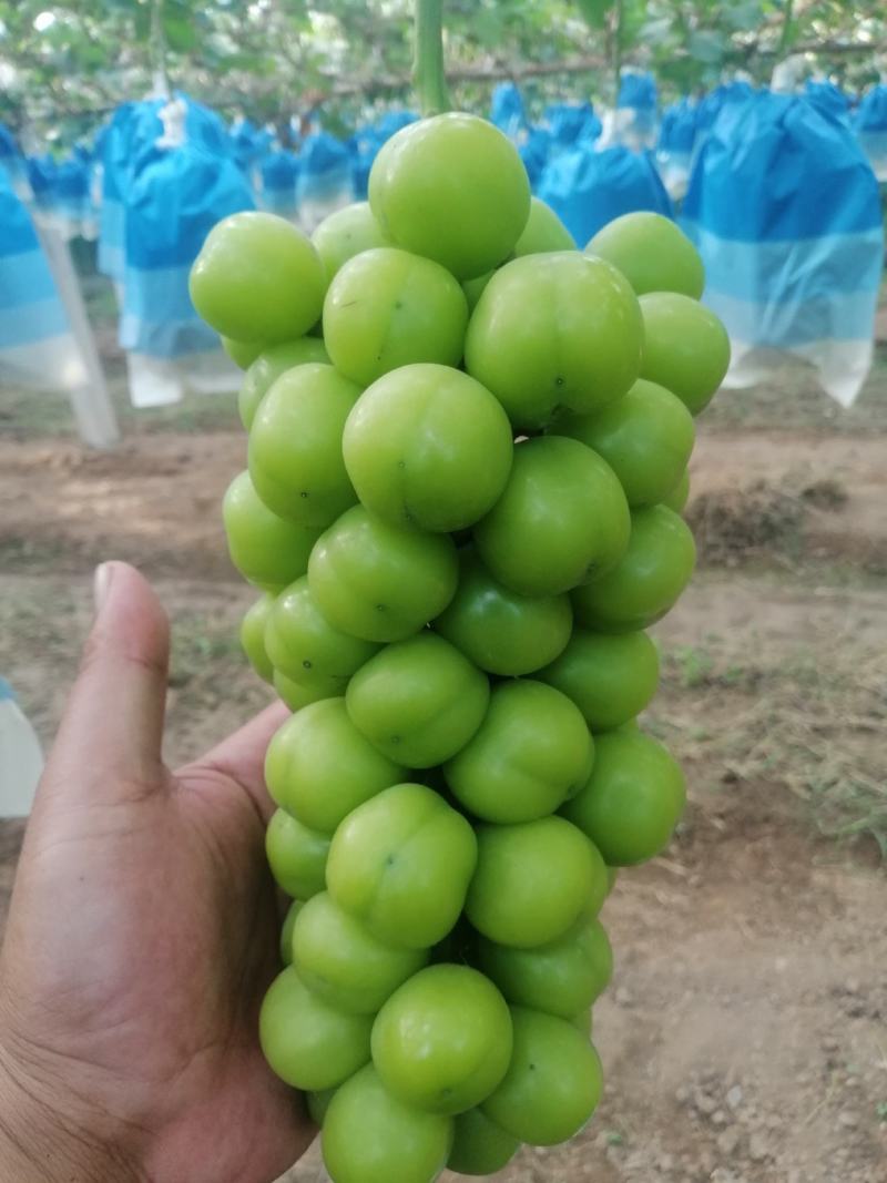 阳光玫瑰大量有货
