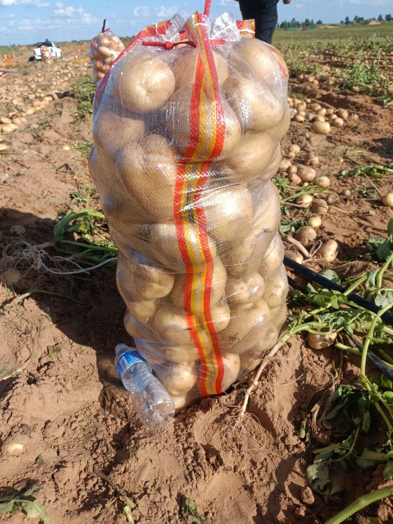 内蒙土豆品质保证诚信经营欢迎联系接商超市场电商欢迎咨询