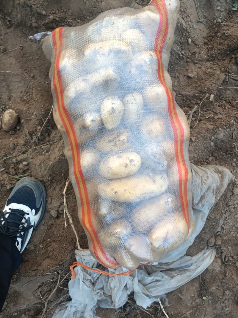 内蒙土豆品质保证诚信经营欢迎联系接商超市场电商欢迎咨询