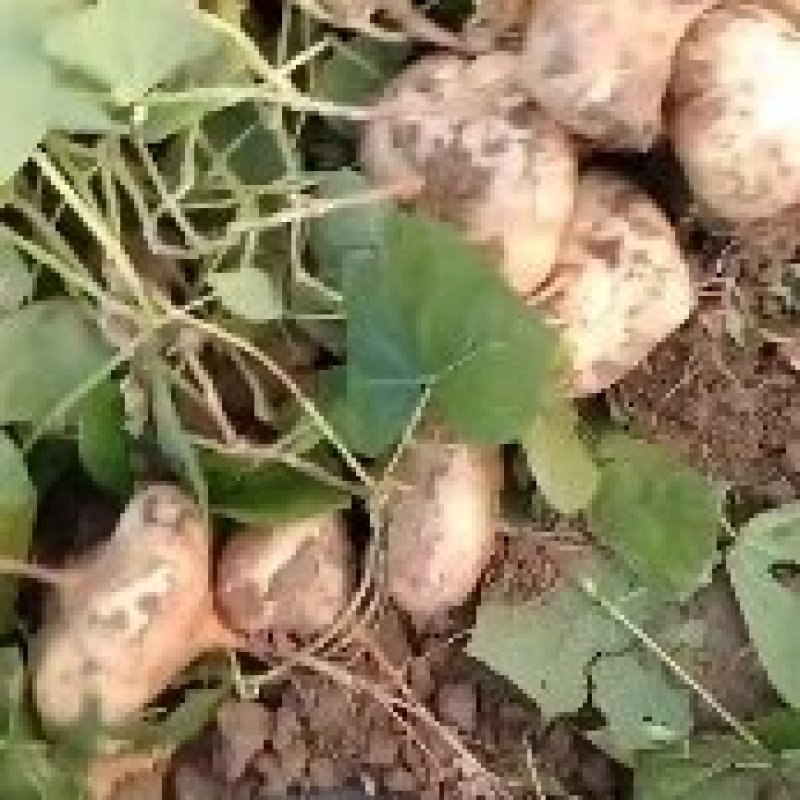 湖北沙土地种植地瓜又嫩又甜水分足大量供应中