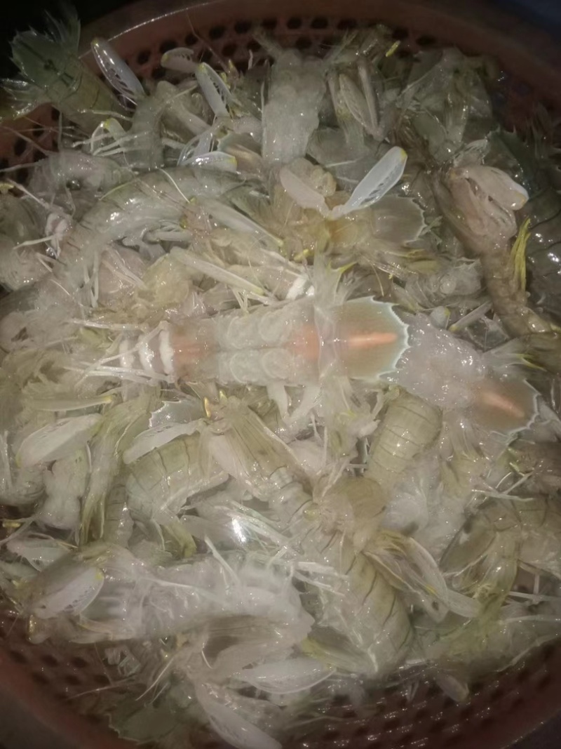 熟食皮皮虾价格优惠一手货源壳薄肉多只只肥美
