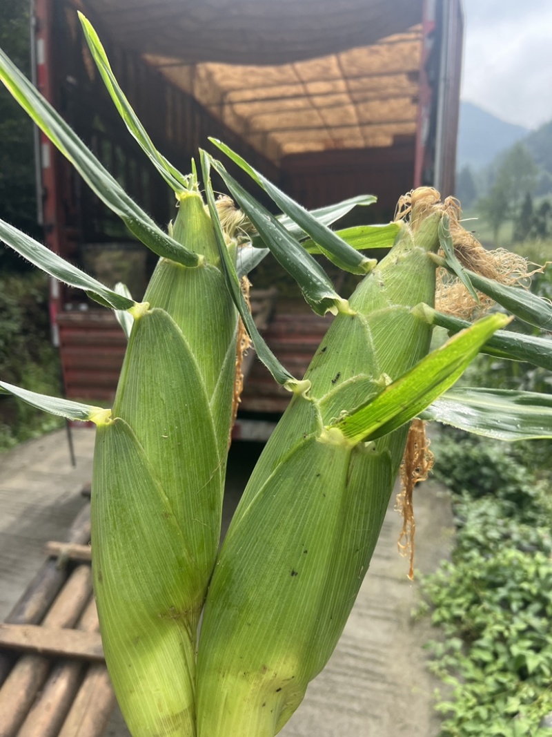 甜玉米。高山反季节甜玉米，10月份，，，