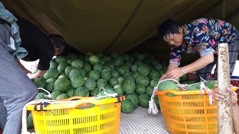 头茬蜜童无籽小西瓜大量上市，欢迎广大客商联系