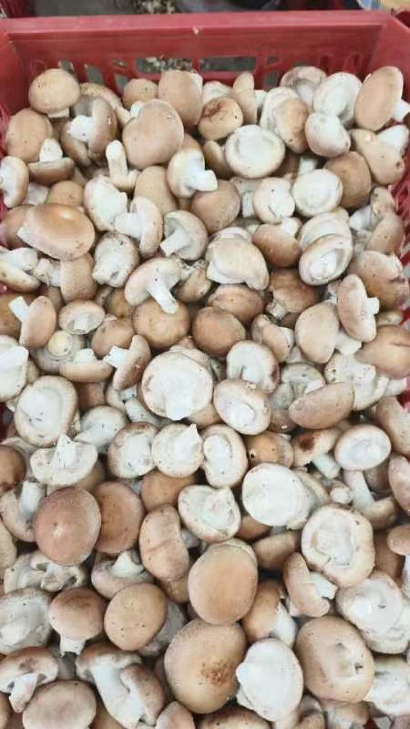 天津蓟州区鲜香菇香菇808香菇产地直发专业代办