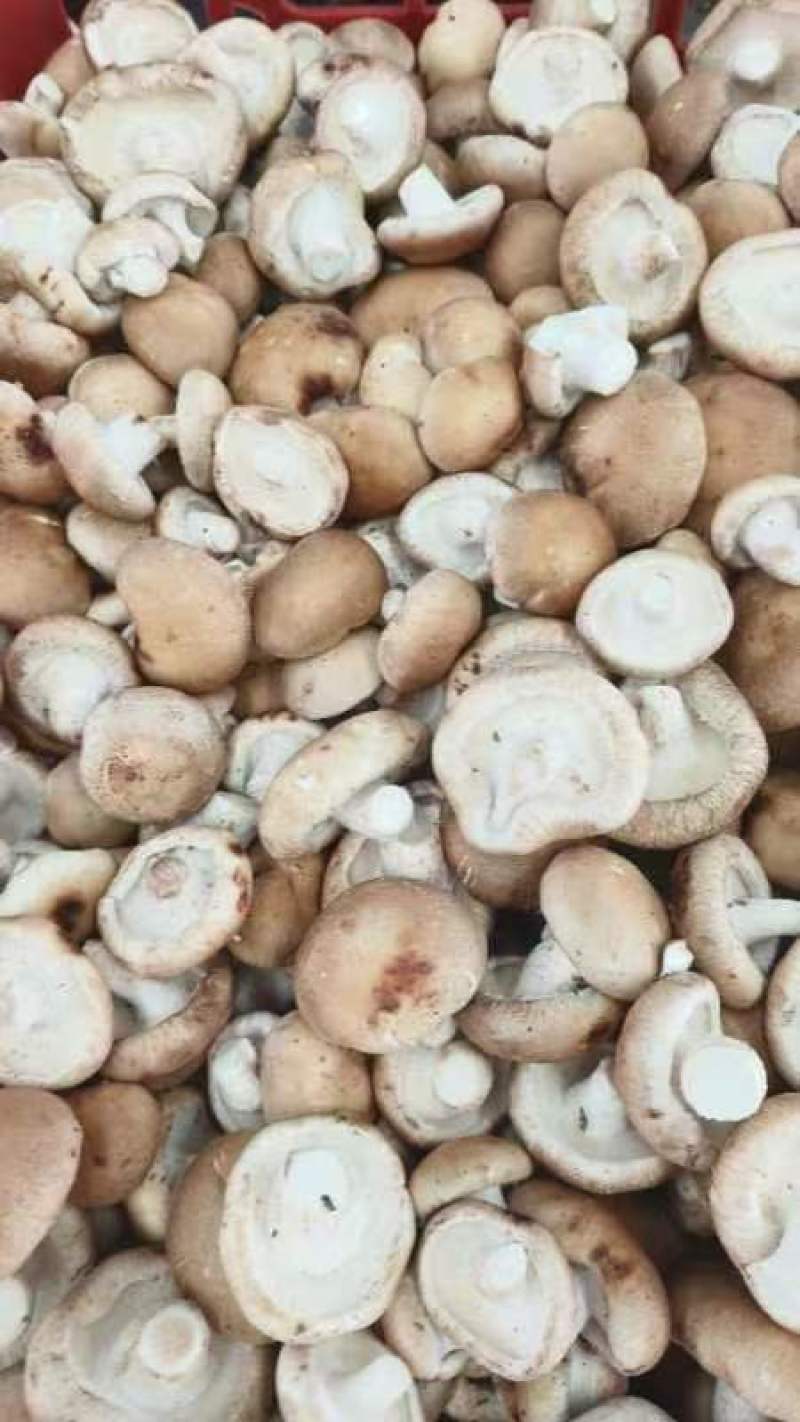 天津蓟州区鲜香菇香菇808香菇产地直发专业代办