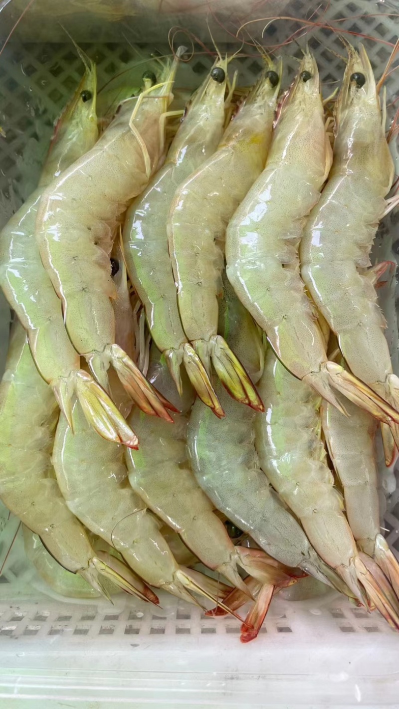 天然明虾长期供应大小规格齐全质量保证货源充足