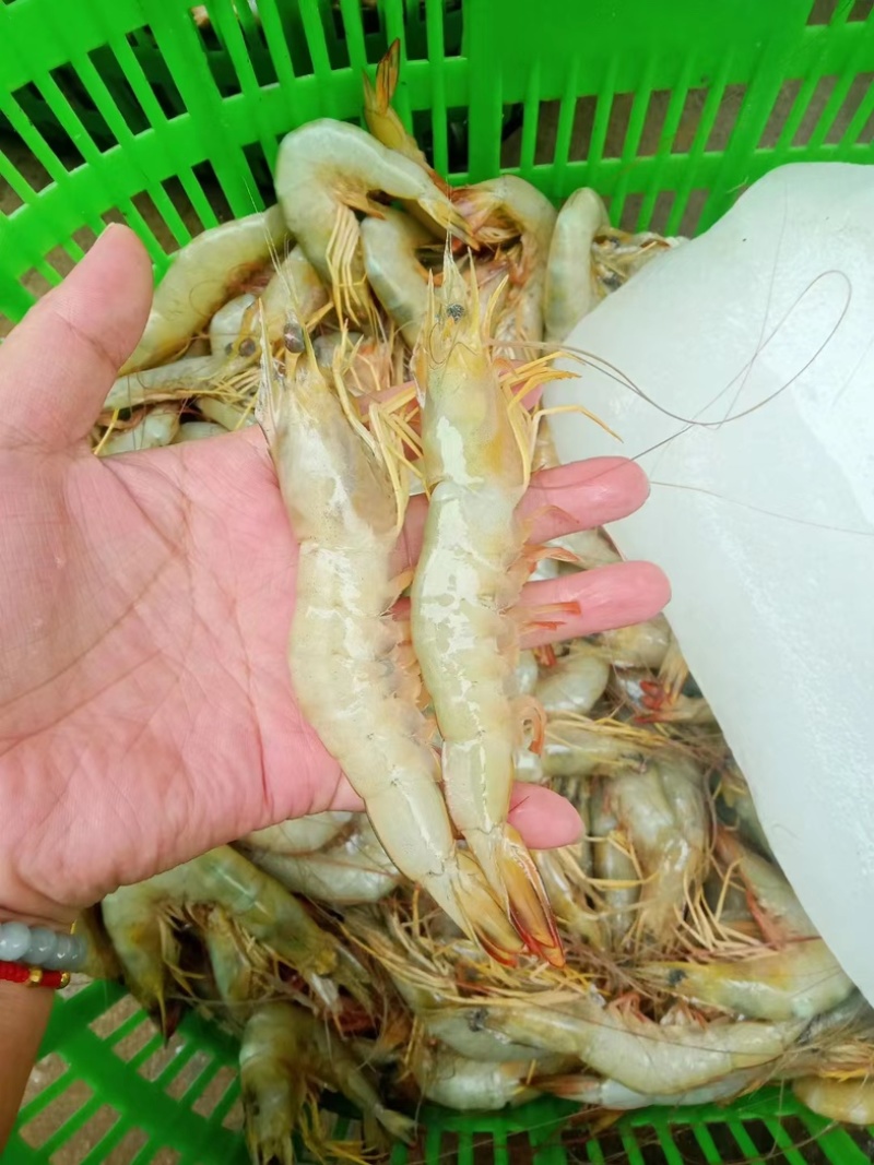 天然明虾长期供应大小规格齐全质量保证货源充足