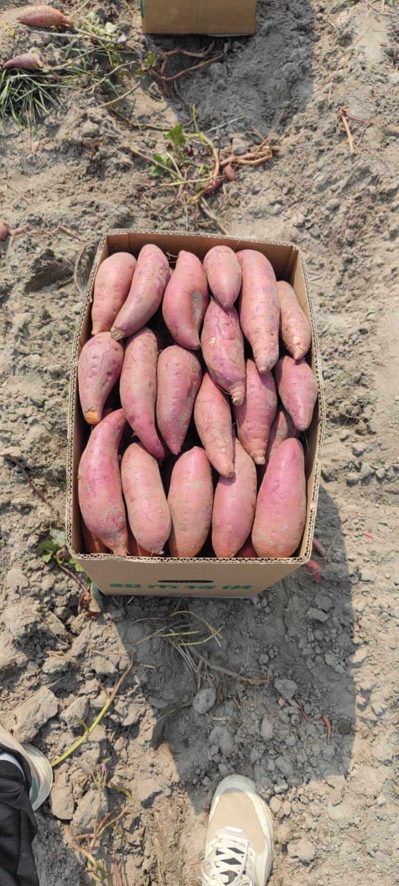 【西瓜红】广东陆丰产地红薯大量上市产地直发保质保量对接全
