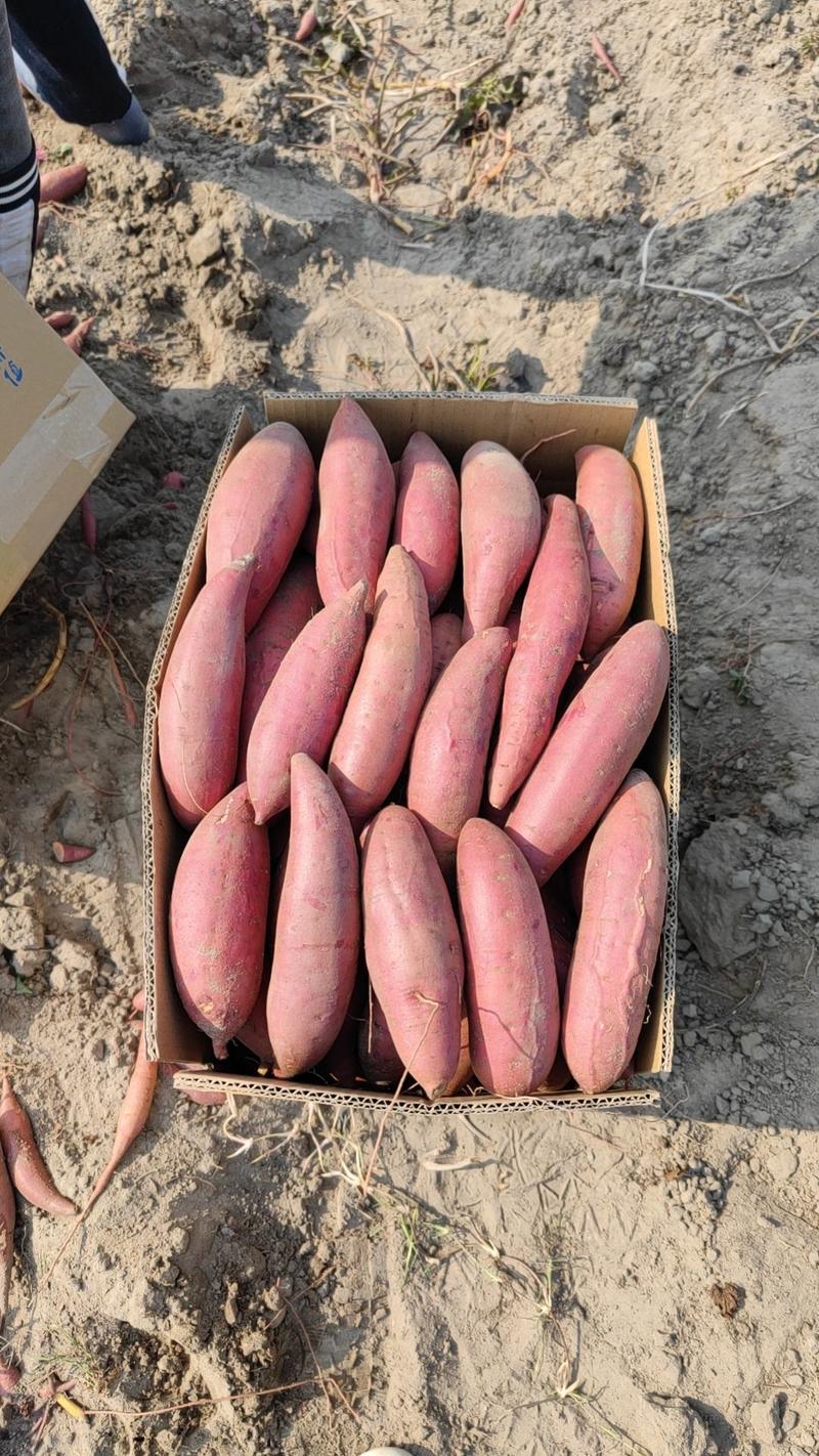【西瓜红】广东陆丰产地红薯大量上市产地直发保质保量对接全