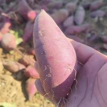 二代小花叶紫薯广东汕尾产地直发大量供应新鲜采挖对接全国