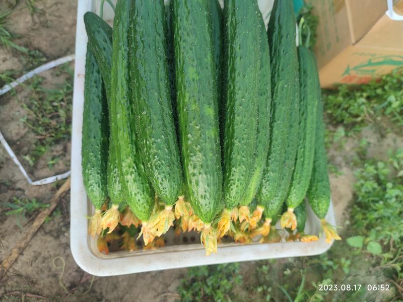 山东莘县精品黄瓜大量供应，顶花带刺、量大，口感很好，鲜花