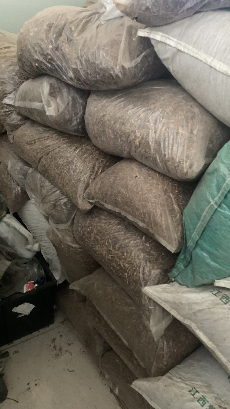 江西平卧菊三七，价格优惠，品质保障，产地直发，一手货源