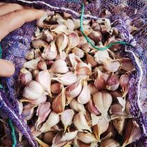 红根蒜种，鑫豪公司常年供应，常年代发国内市场