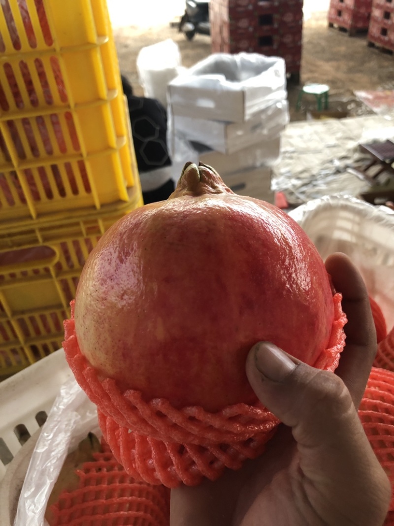 宾川突尼斯软籽石榴开始上市了可以对接各种供应需要的联系