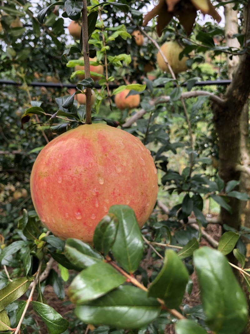 宾川突尼斯软籽石榴开始上市了可以对接各种供应需要的联系