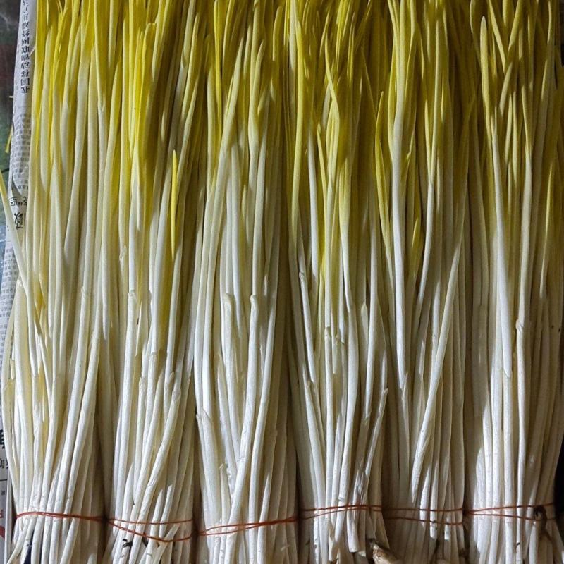 遵化蒜黄，唐山蒜黄，精品蒜黄
