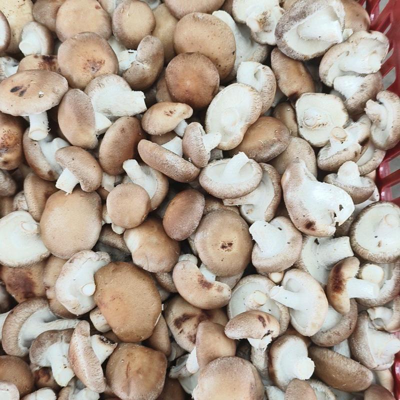 [精选]河北唐山鲜香菇产地直发质保障全国发货