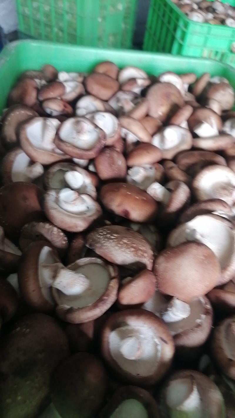 [精选]河北唐山鲜香菇产地直发质保障全国发货