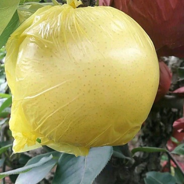 黄金梨