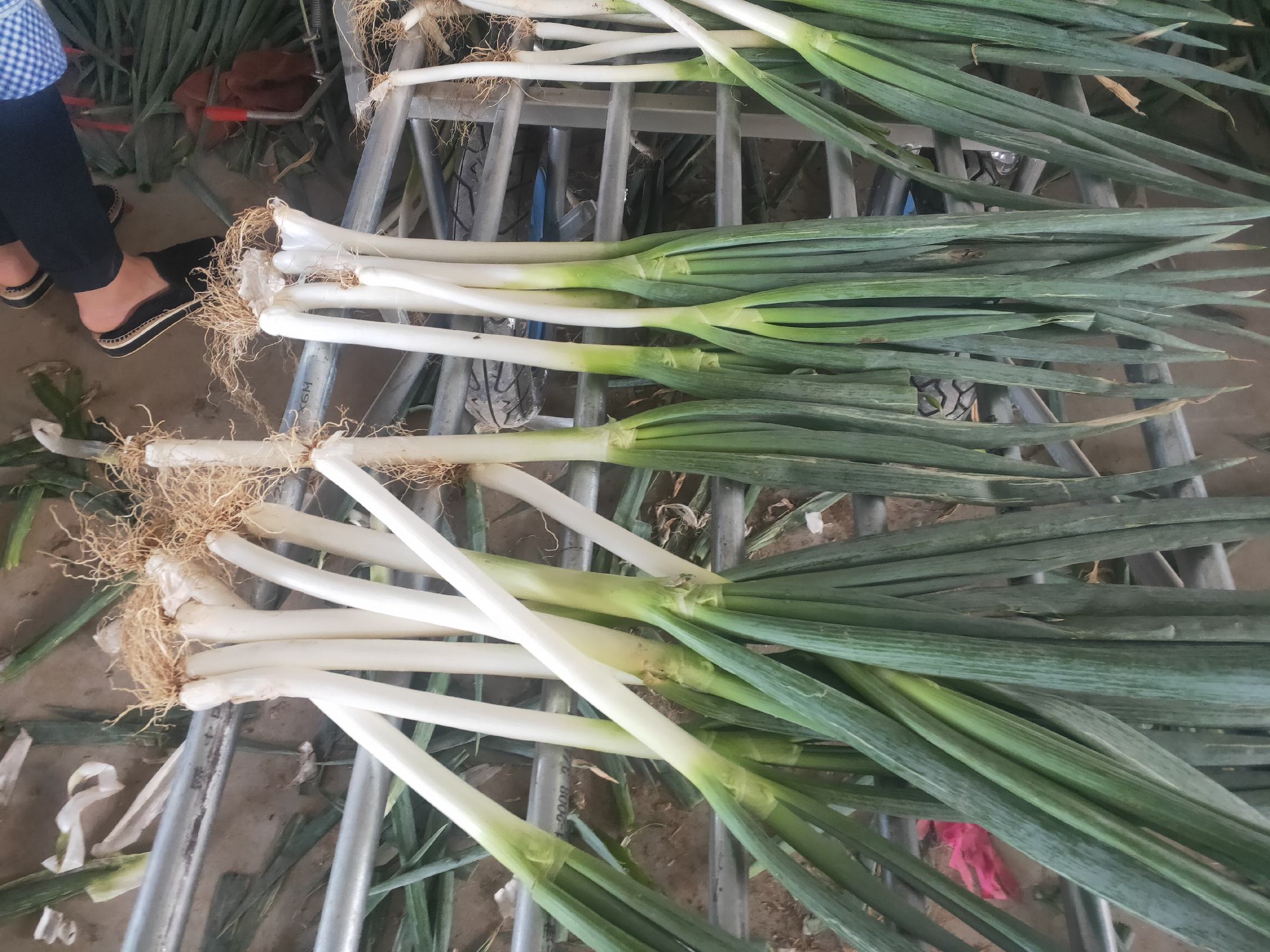 农贸市场中摊贩正在销售新鲜的铁杆大葱,顾客正在挑选 铁杆大葱市场销售场景