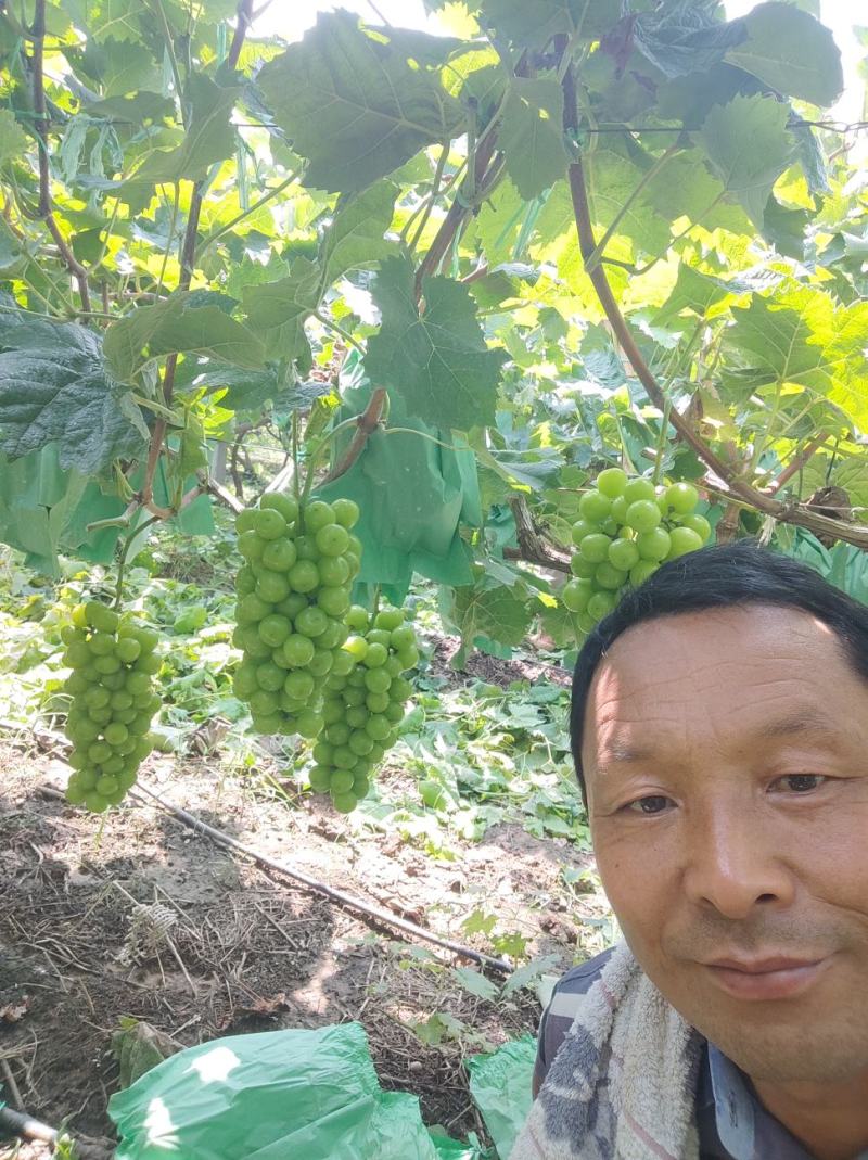 葡萄