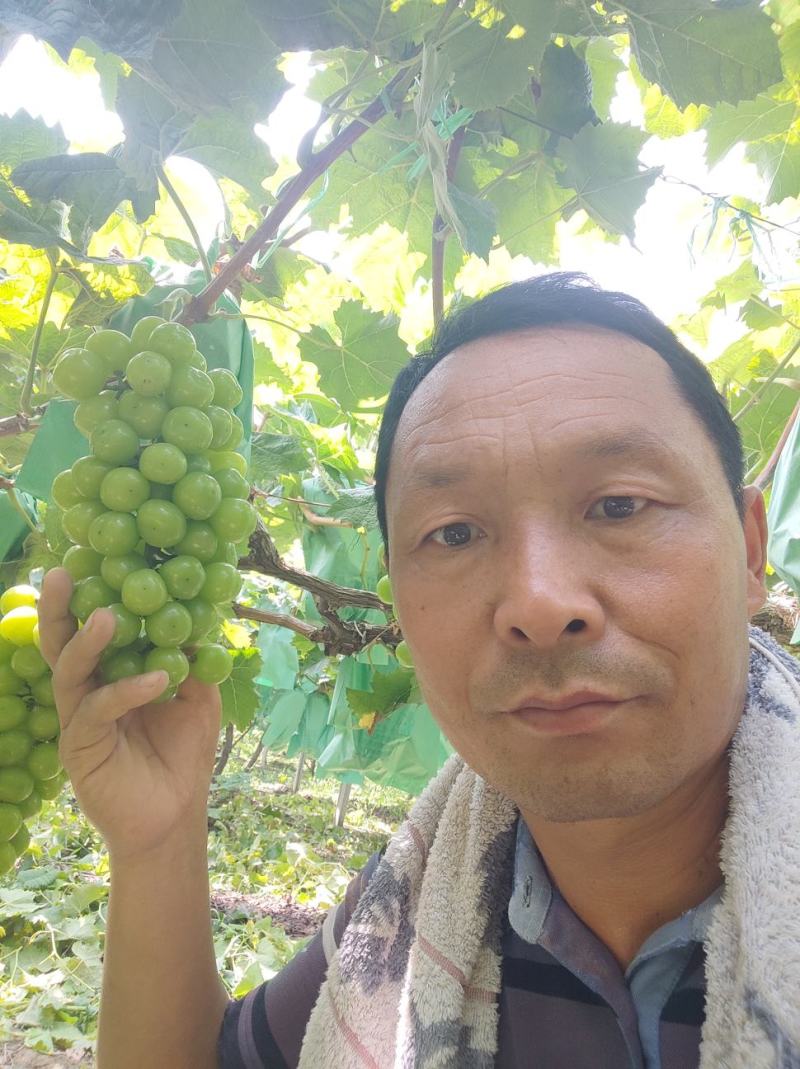葡萄