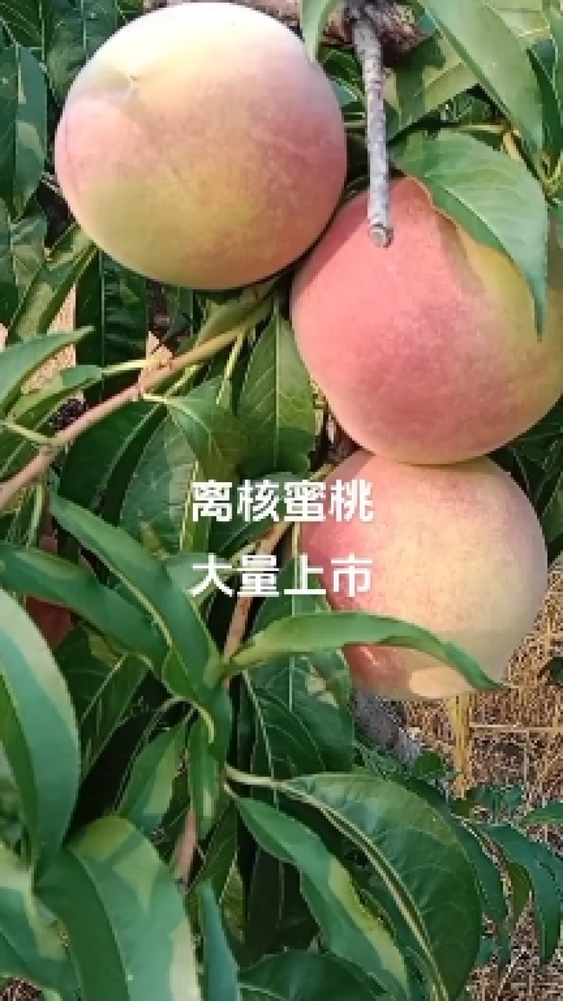 离核全红蜜大量上市中，现摘现发，需要的联系我欢迎