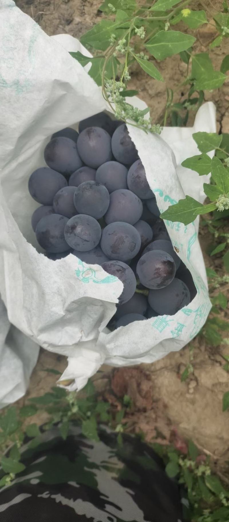 维多利亚巨峰马上大量上市需要的老板提前联系