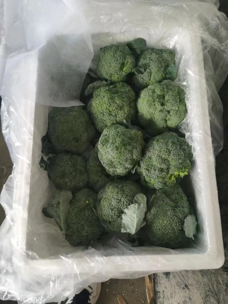【实力推荐】西兰花精品西兰花产地直供对接市场商超