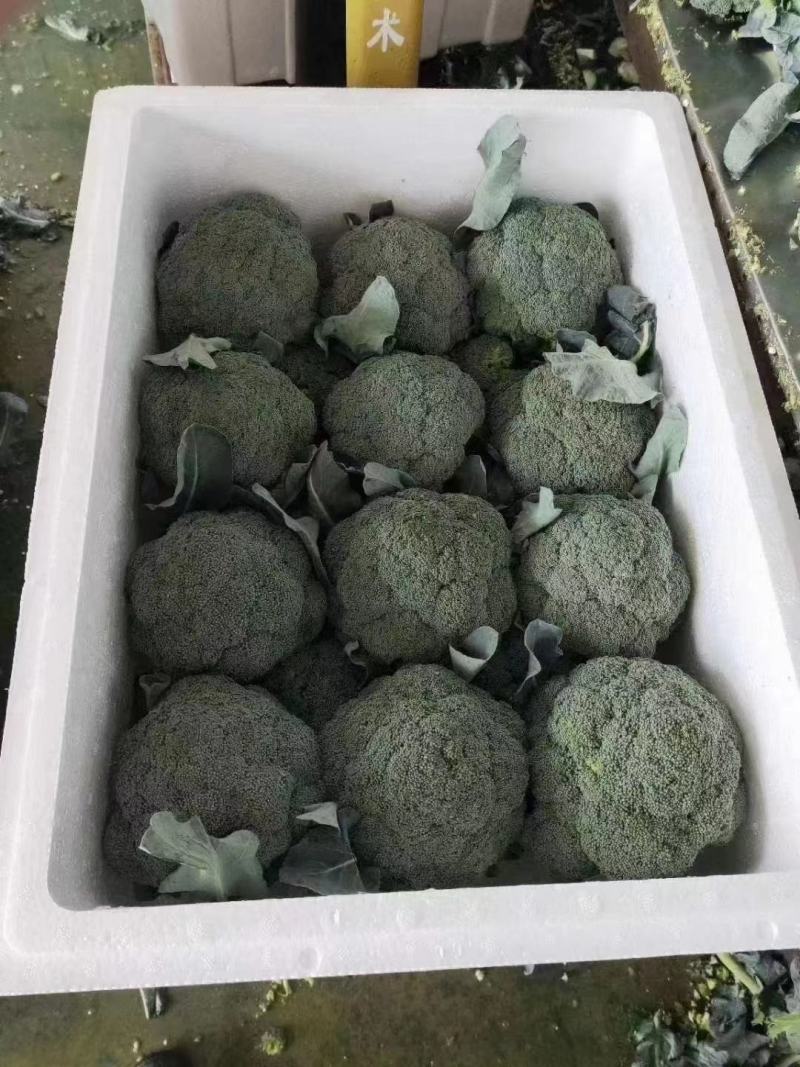 【实力推荐】西兰花精品西兰花产地直供对接市场商超