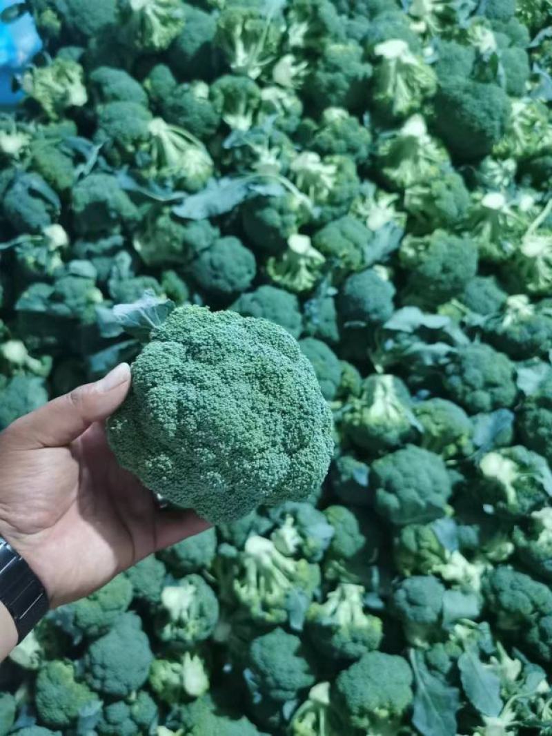 【实力推荐】西兰花精品西兰花产地直供对接市场商超