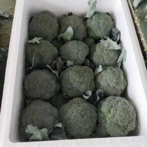 【实力推荐】西兰花精品西兰花产地直供对接市场商超