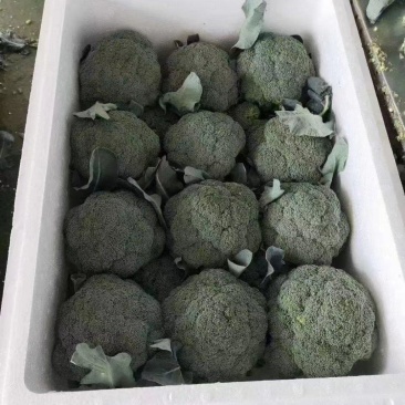 【实力推荐】西兰花精品西兰花产地直供对接市场商超