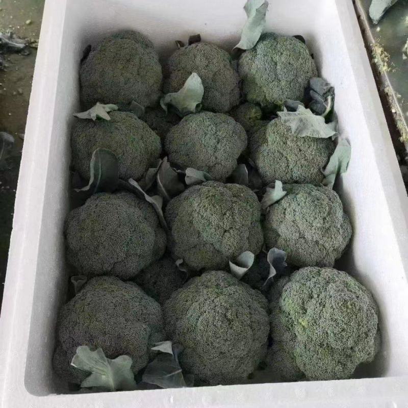 【实力推荐】西兰花精品西兰花产地直供对接市场商超