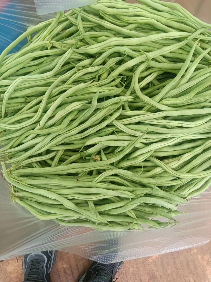 豆王，一年四季有货有需要的客户可以联系我