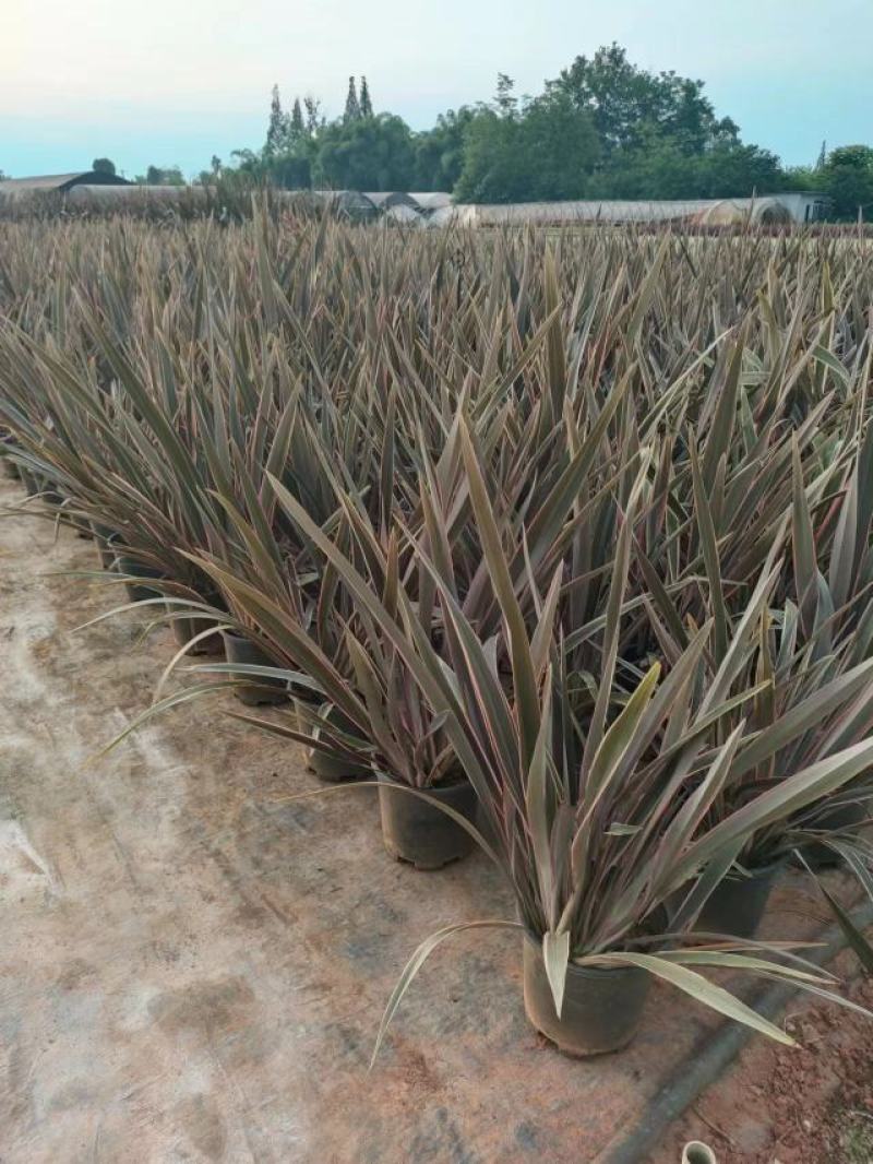 亚麻基地直销，精品货源，支持实地看货，欢迎来电咨询