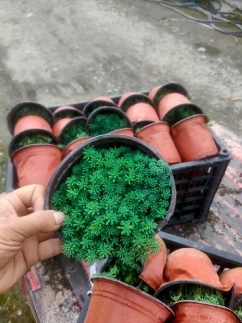 中华景天（薄雪万年草）质量过关，全网发货
